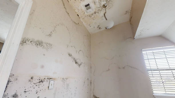 Bellevue, NE Mold Removal Company