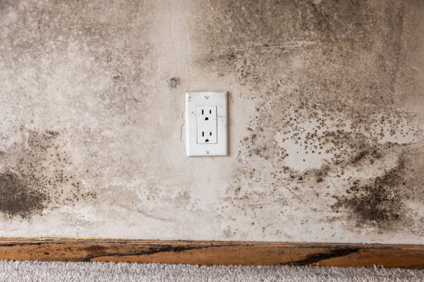 Best Post-Remediation Verification Testing  in Bellevue, NE