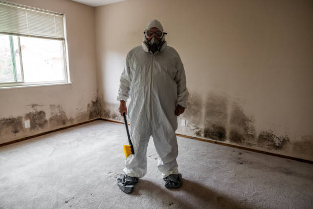 Best Basement Mold Removal  in Bellevue, NE