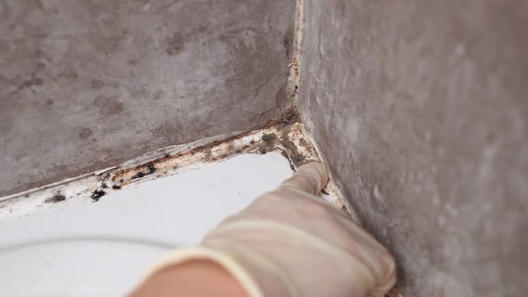 Best Black Mold Removal  in Bellevue, NE