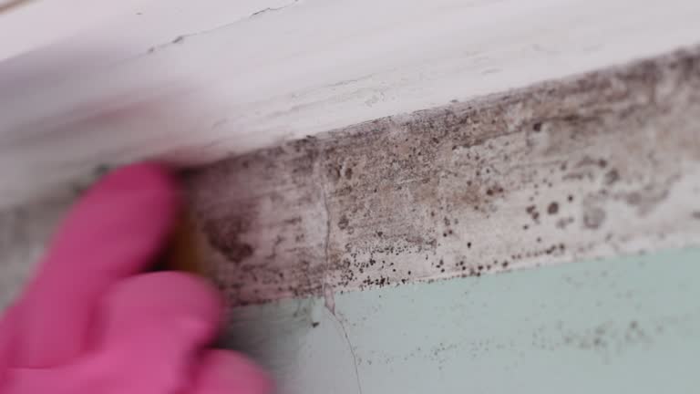Best Dehumidification Services  in Bellevue, NE